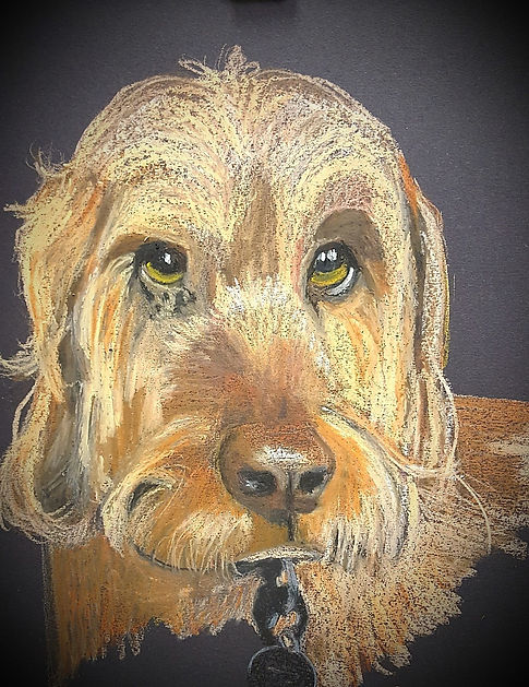 Zsa Zsa, Hungarian Wirehaired Vizsla, A3 pastel on black card, Private collection_edited_e